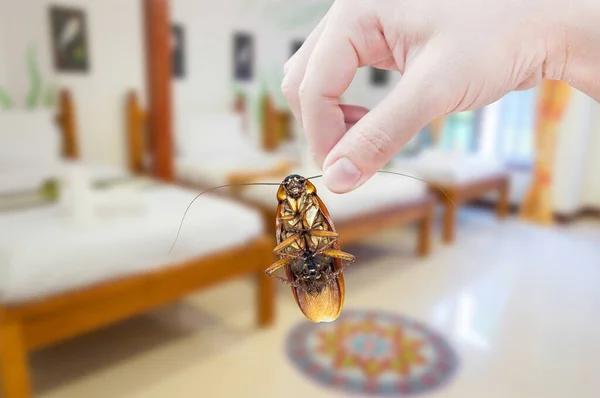 Sydney Cockroach Pest Control Specialists