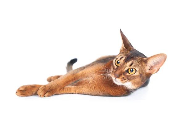 Navigating the World of Feline Distemper Vaccines